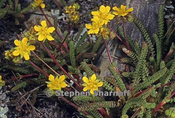 ivesia lycopodioides var lycopodioides 1 graphic